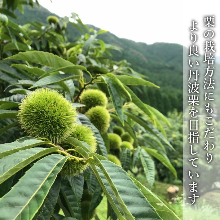 むき栗 丹波栗 新栗 和栗 500g サイズ色々 送料無料 冷凍食品 高級 希少 国産 剥き栗 :mukiguri-f-01:丹波栗 焼き栗 和菓子 丹波の幸 通販 むき栗 丹波栗 新栗 和栗 500g サイズ色々 送料無料 冷凍食品 高級 希少 国産 剥き栗