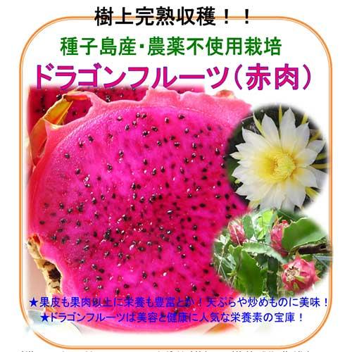 ドラゴンフルーツ約2kg（250g〜450g）6個【産地直送・チルド