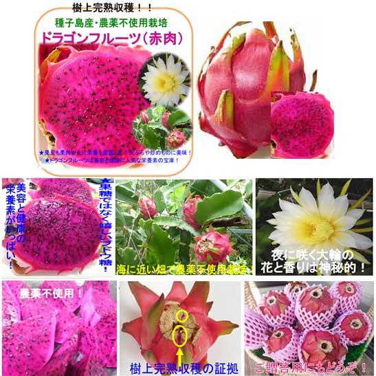 ドラゴンフルーツ約2kg（２５０ｇ〜４５０ｇ）６個【産地直送・チルド配送】 |  | 01