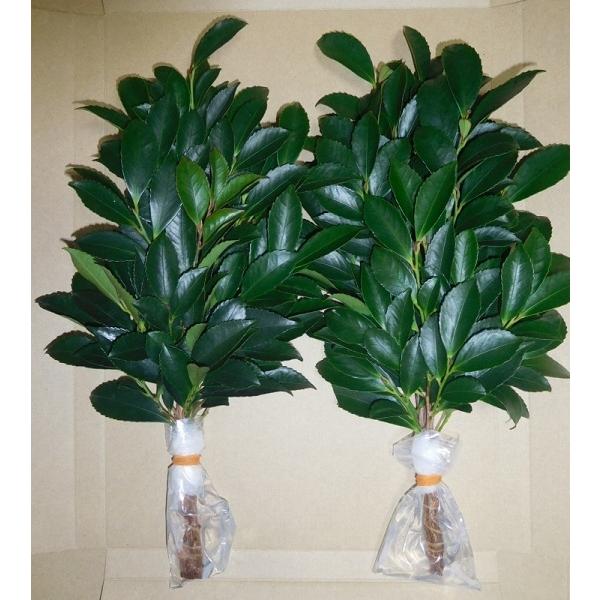 46 福井県産　天然山採り　ヒサカキ 自然な樹形が美しい 山採りの ヒサカキ 701 樹高1.6m位 ヒメサカキ 姫