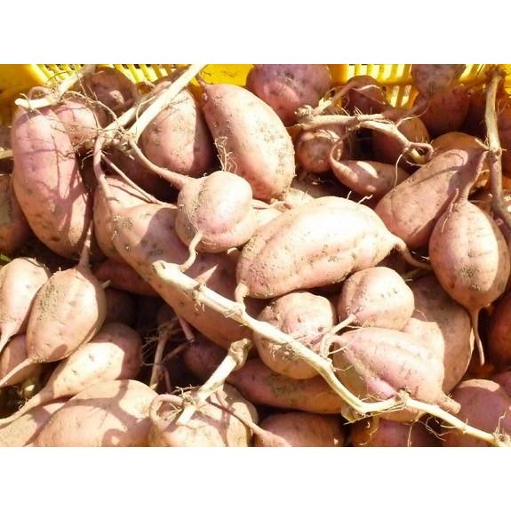 安納芋 種子島産さつまいも ｓサイズ １０ｋｇ 新型コロナウイルスにまけるな 応援価格 P008 安納芋どんが種子島 福島農園 通販 Yahoo ショッピング