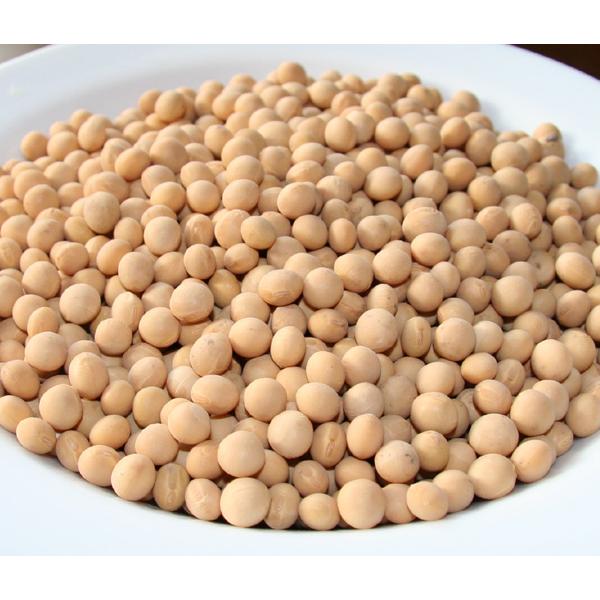 自然栽培 大豆 1kg 北海道産 無肥料 無農薬 自家採取 自然栽培の哲人