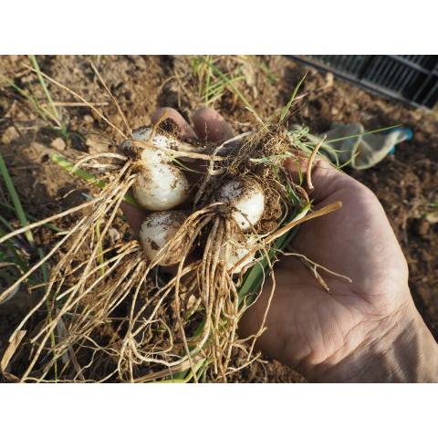 らっきょう漬け 70g 無肥料無農薬の自然栽培らっきょうを漬け込みまし