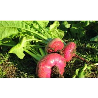 【専用】自然栽培野菜きざみ漬け(90g) など６品 自然栽培野菜きざみ漬け 90g 無肥料・無農薬 無添加・無化学調味料