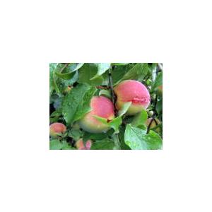 紀州自然梅 恵 お徳用 200g 無肥料 無農薬 梅の産地である紀州