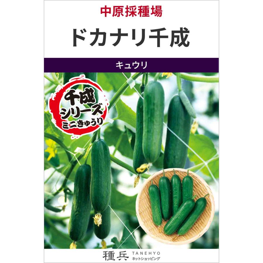 ミニキュウリ 種 『ドカナリ千成』  中原採種場/小袋（Yahoo!・種兵ネットショッピング）