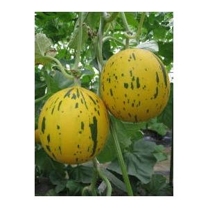 メロン☆ UEKI 横浜植木のオンラインショップ / メロン