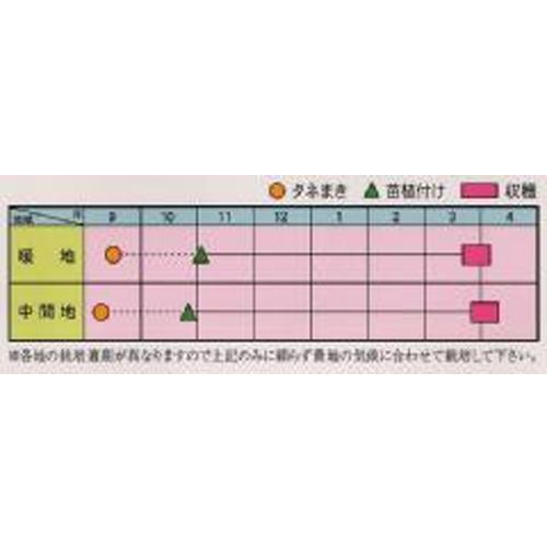 アサヒ農園 タマネギ たまねぎ 玉葱 ソユーズ3号 2dl : 種苗・園芸