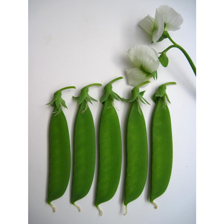 アサヒ農園 エンドウ 豌豆 えんどう みささ2000 1L : 種苗・園芸