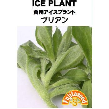 藤田種子 食用アイスプラント 小袋 期間限定送料無料 80％以上節約 プリアン