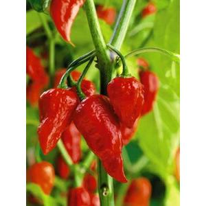 たね フタバ種苗 トウガラシ ジョロキア 500粒 Futaba 0168 種苗 園芸ショップ 種もり 通販 Yahoo ショッピング