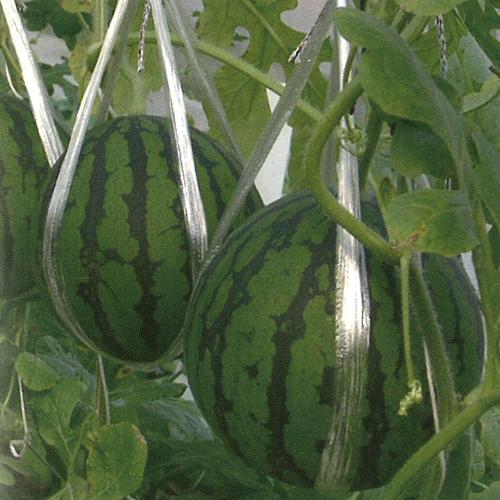 萩原農場 西瓜 スイカ すいか 大玉 茜SORA 200粒 : 種苗・園芸ショップ