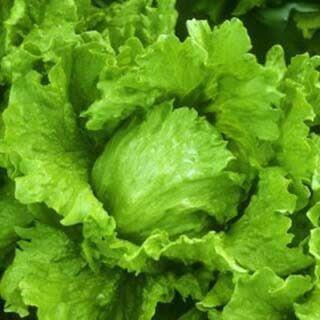 レタス種子 コート種子 パスポート 5000粒×4ケ レタス種子 パスポート