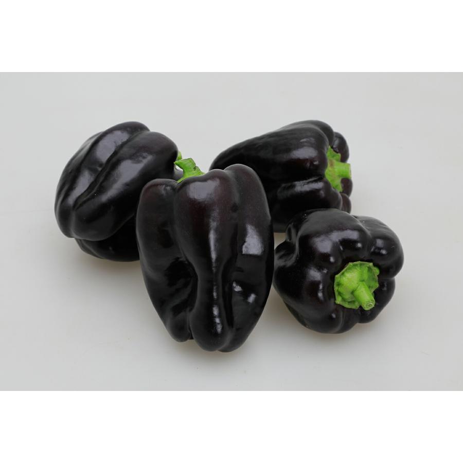 カネコ種苗 ピーマン 浜クロピー 小袋 Kaneko 0541 種苗 園芸ショップ 種もり 通販 Yahoo ショッピング