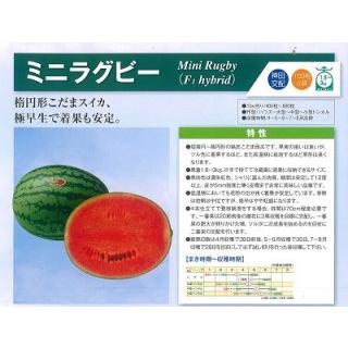 神田育種 スイカ すいか 西瓜 小玉 ミニラグビー 100粒 : 種苗・園芸
