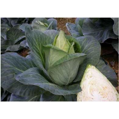 たね 小林種苗 キャベツ きゃべつ キャンディーグリーン 1500粒 : 種苗