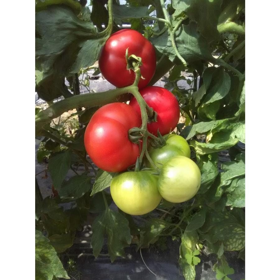 たね 久留米種苗園芸 極旨トマト エンペラーty 小袋 Kurume 0001 種苗 園芸ショップ 種もり 通販 Yahoo ショッピング