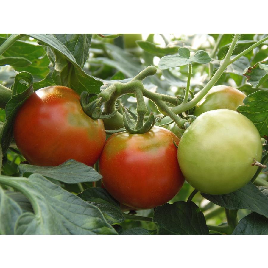 たね 久留米種苗園芸 極旨トマト エンペラー赤 100粒 Kurume 0005 種苗 園芸ショップ 種もり 通販 Yahoo ショッピング