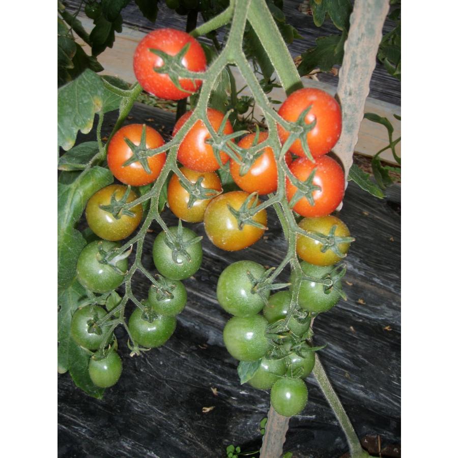 たね 久留米種苗園芸　極旨トマト　リコ 　赤丸　1000粒