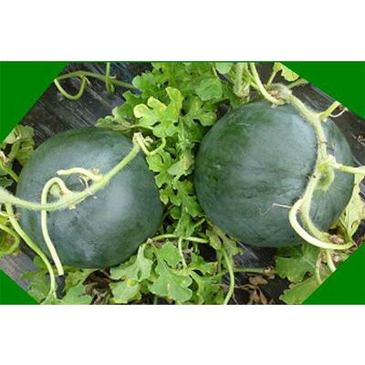 たね 久留米種苗園芸 スイカ ベランダ西瓜味自慢 ブラックブッシュ 0粒 Kurume 0037 種苗 園芸ショップ 種もり 通販 Yahoo ショッピング