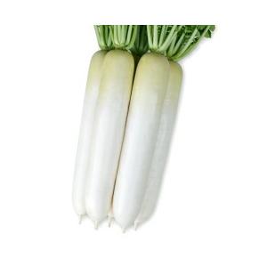 丸種 ダイコン だいこん 大根 Yr秋ぞなえ 小袋 Marutane 07 種苗 園芸ショップ 種もり 通販 Yahoo ショッピング