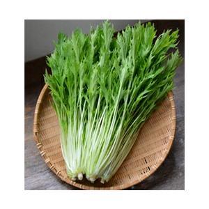 丸種 ミズナ みずな 水菜 水明 コート5000粒 : 種苗・園芸ショップ 種