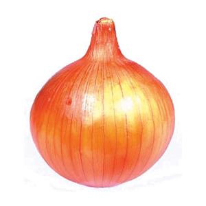 たまねぎ 丸種 タマネギ たまねぎ 玉葱 京そだち 2dl : 種苗・園芸ショップ 種