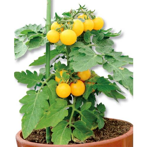 ミニトマト３つ とよはら農園 ミニトマト（1.3kg） - JAくまオンラインストア