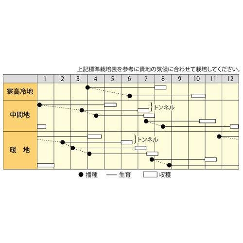 たね 丸種  ニンジン 人参 にんじん おいしい人参 2dlの画像