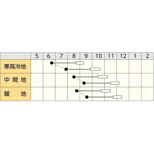 たね 丸種  ダイコン 大根 だいこん YR夏づくし コート5000粒の画像