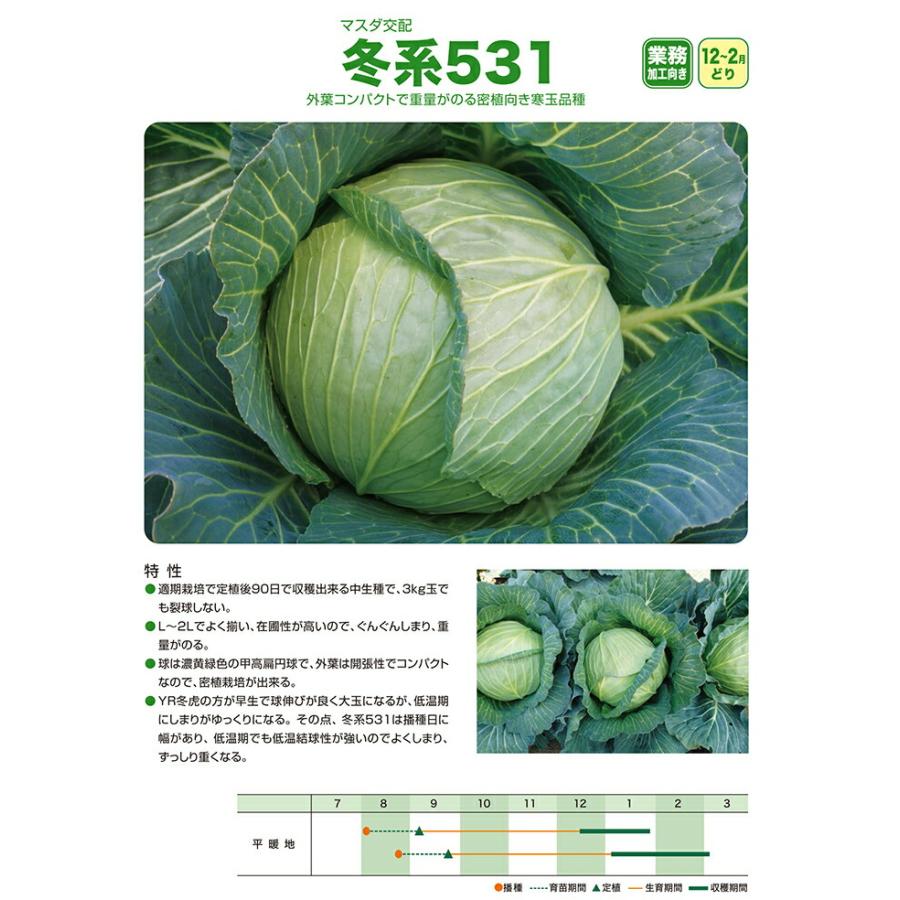 増田採種場 冬系531 キャベツ種子 コート 5000粒 : 種苗・園芸ショップ
