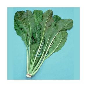 松永種苗 ツケナ つけな 漬菜 野沢菜 1L : 種苗・園芸ショップ 種もり 