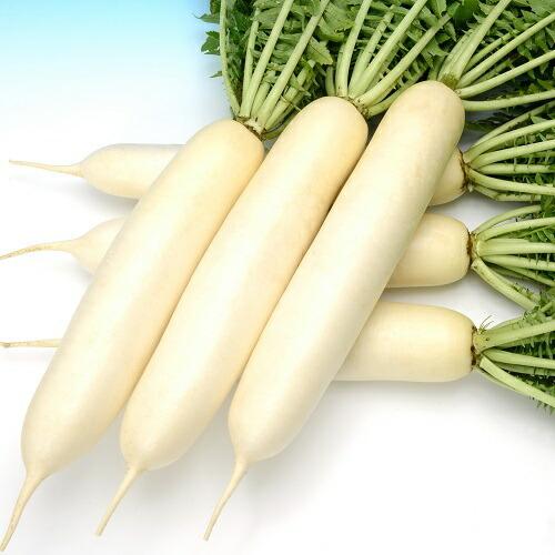 大人気の ハーブの種 タンジー 小袋 野菜の種 Originaljustturkey Com