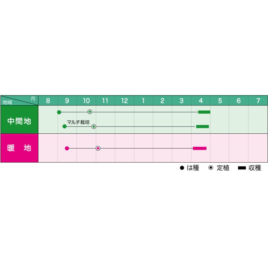 みかど協和 タマネギ 早生丸秀玉(わせまるしゅうぎょく) 2dl : 種苗