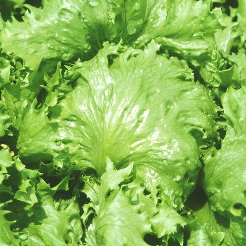 みかど協和 レタス オリンピア コート 5000粒 : 種苗・園芸ショップ 種