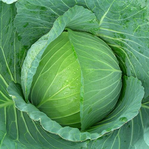 みかど協和 キャベツ きゃべつ シュシュ（MKS-C183) 2000粒 : 種苗