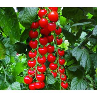 たね 武蔵野種苗園 ミニトマト アイラ 小袋 : 種苗・園芸ショップ 種