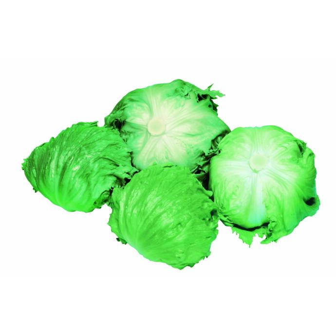 たね 武蔵野種苗園 レタス 春P PVP コート5000粒 : 種苗・園芸ショップ