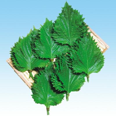 最高の ナカハラのたね シソ 紫蘇 芳香あおしそ 1l 激安ブランド Tprepara Cl