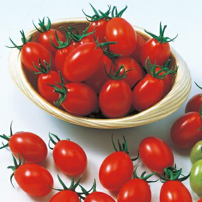 ナカハラのたね トマト ジュエルトマト 1000粒