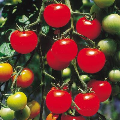 ナカハラのたね トマト スーパーピグミートマト 小袋 最大78％オフ 国内初の直営店
