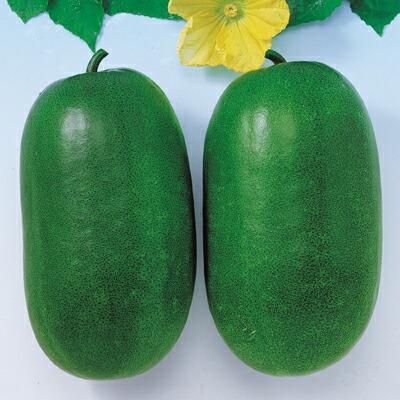 ミニとうがんの種 imgrc0070948518.jpg