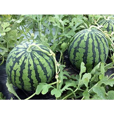 セットアップ たね ナント種苗 スイカ 種子 羅 皇 らおう 0粒 予約