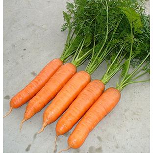 ナント種苗 ニンジン 晩抽紅奏(ばんちゅうべにかなで) コート 1万粒