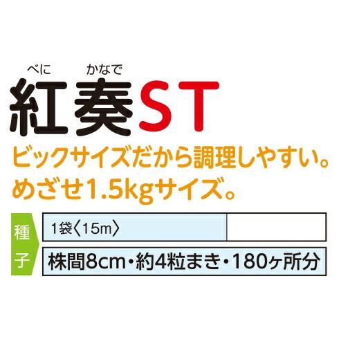 ナント種苗 ニンジン 紅奏(べにかなで) 大型ニンジン８寸タイプ 2dlの画像