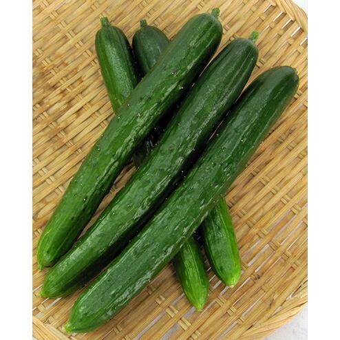 たね ナント種苗 キュウリ 胡瓜 きゅうり なるなるZUTTO 350粒