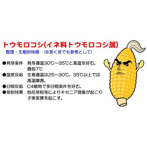 ナント種苗 スイートコーン おおもの83（早生 大型スーパースイート