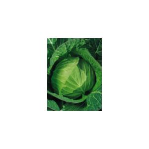 日本農林 キャベツ きゃべつ うめ吉 2500粒 : 種苗・園芸ショップ 種