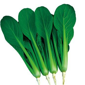 日本農林 コマツナ こまつな 小松菜 ひと夏の恋 5万粒 : 種苗・園芸