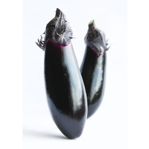 日本農林 ナス 茄子 なす あのみのり2号 PVP 1000粒 : 種苗・園芸